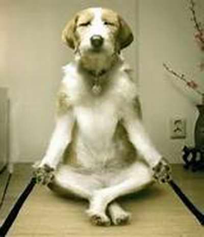 Dog-meditates